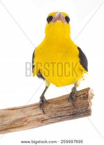 Eurasian Golden Oriole (oriolus Oriolus)