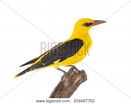 Eurasian Golden Oriole (oriolus Oriolus)