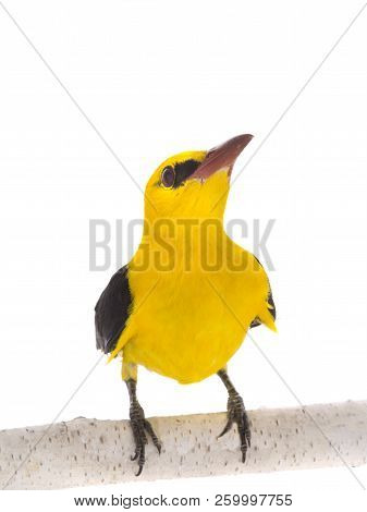 Eurasian Golden Oriole (oriolus Oriolus)