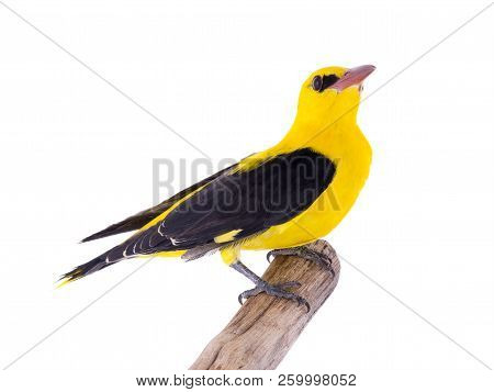 Eurasian Golden Oriole (oriolus Oriolus)