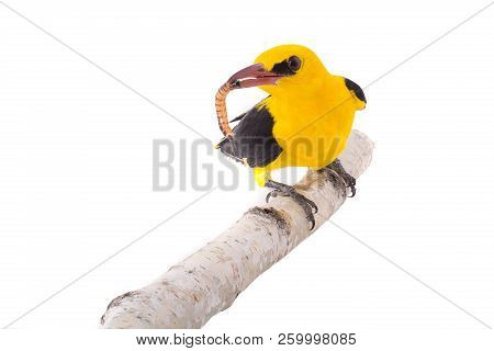 Eurasian Golden Oriole (oriolus Oriolus)