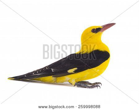 Eurasian Golden Oriole (oriolus Oriolus)