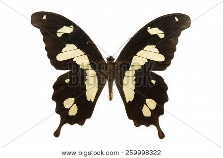Butterfly Papilio Hesperus Isolated On White Background