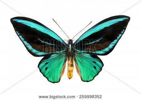 Butterfly Ornithoptera Priamus Poseidon Isolated On White Background