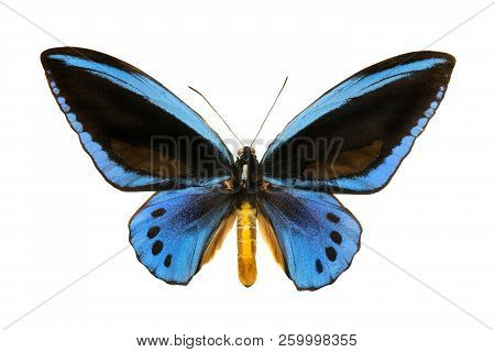 Butterfly Ornithoptera Priamus Urvilleanus M Isolated On A White Background