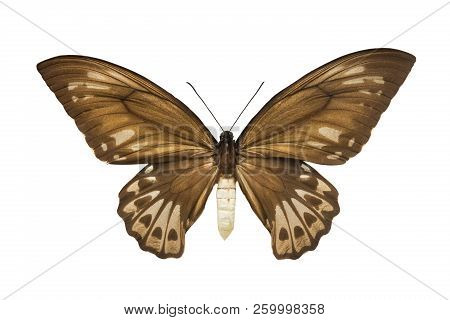 Butterfly Ornithoptera Priamus Urvilleanus F Isolated On White Background