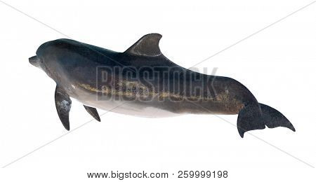 grey doplhin isolated on white background