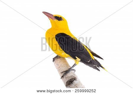 Eurasian Golden Oriole (oriolus Oriolus)
