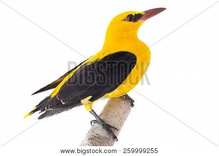 Eurasian Golden Oriole (oriolus Oriolus)