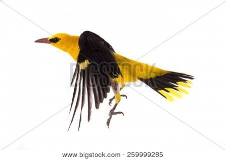 Eurasian Golden Oriole (oriolus Oriolus) In Flight  Isolated On A White Background