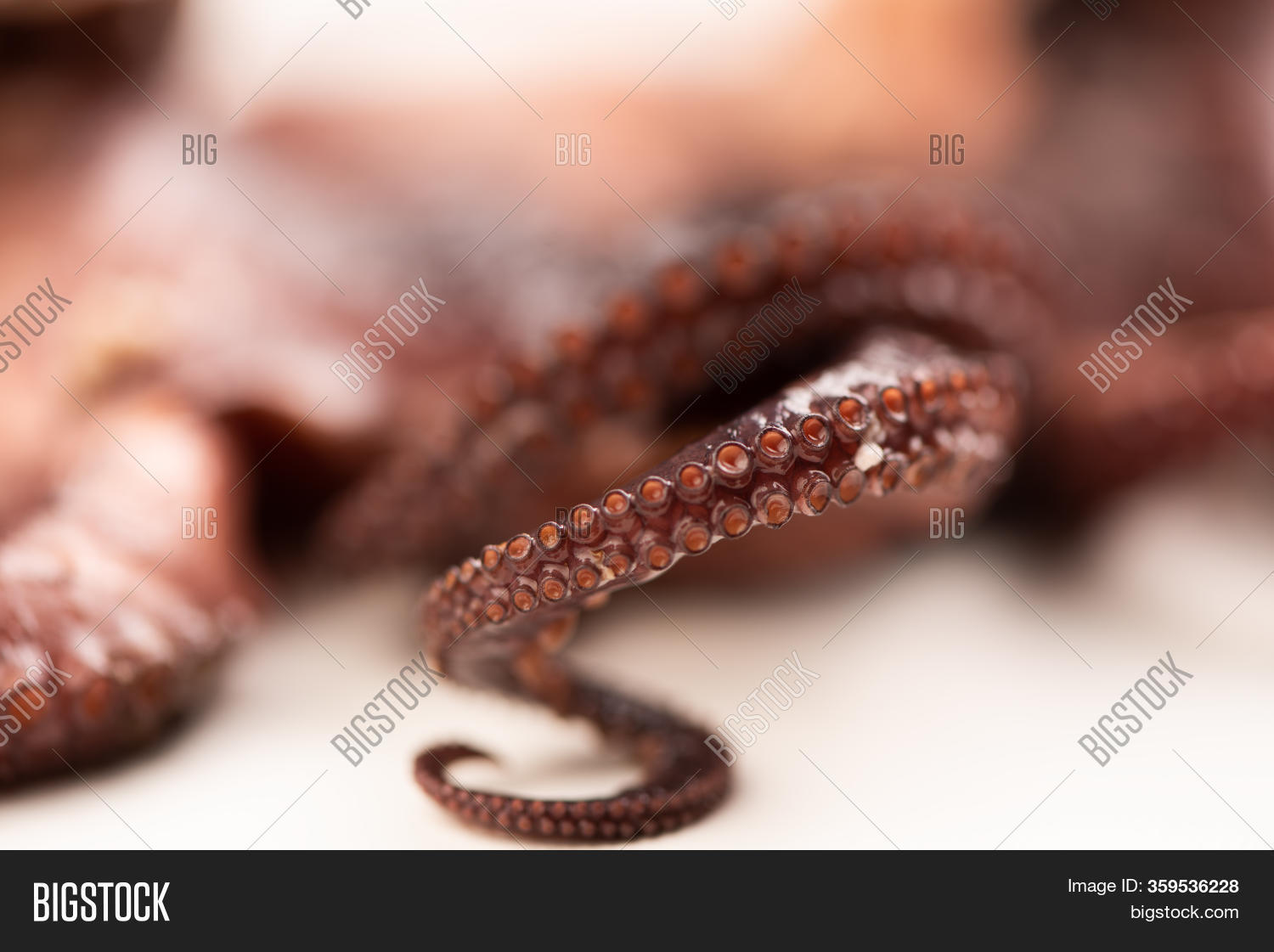 A Tentacled Romance