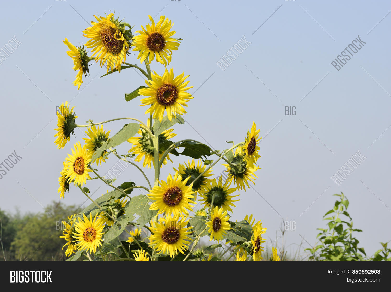 Sunflower Farming Image & Photo (Free Trial) Bigstock
