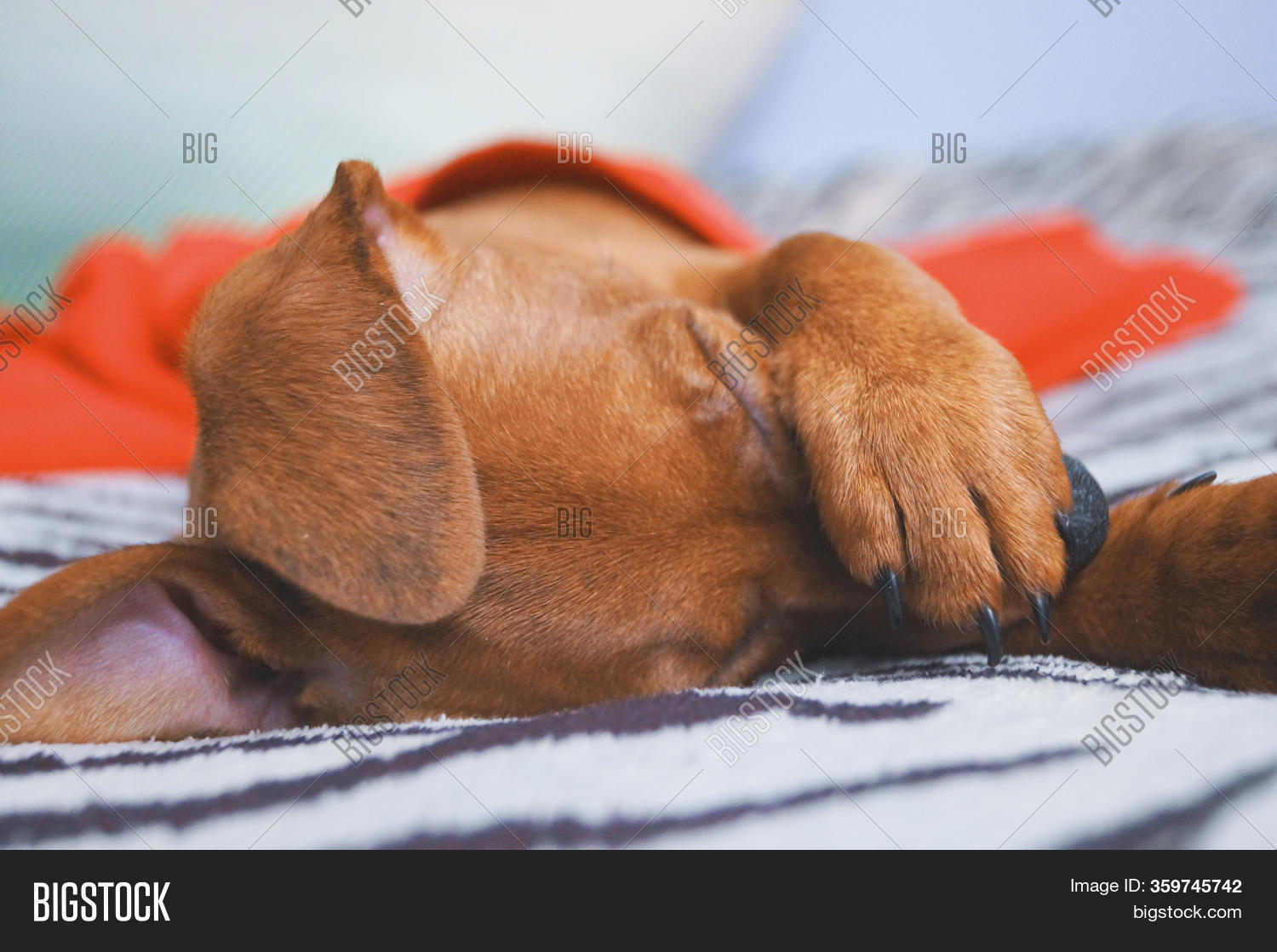 Little Ricochet Puppy Image & Photo (Free Trial) | Bigstock