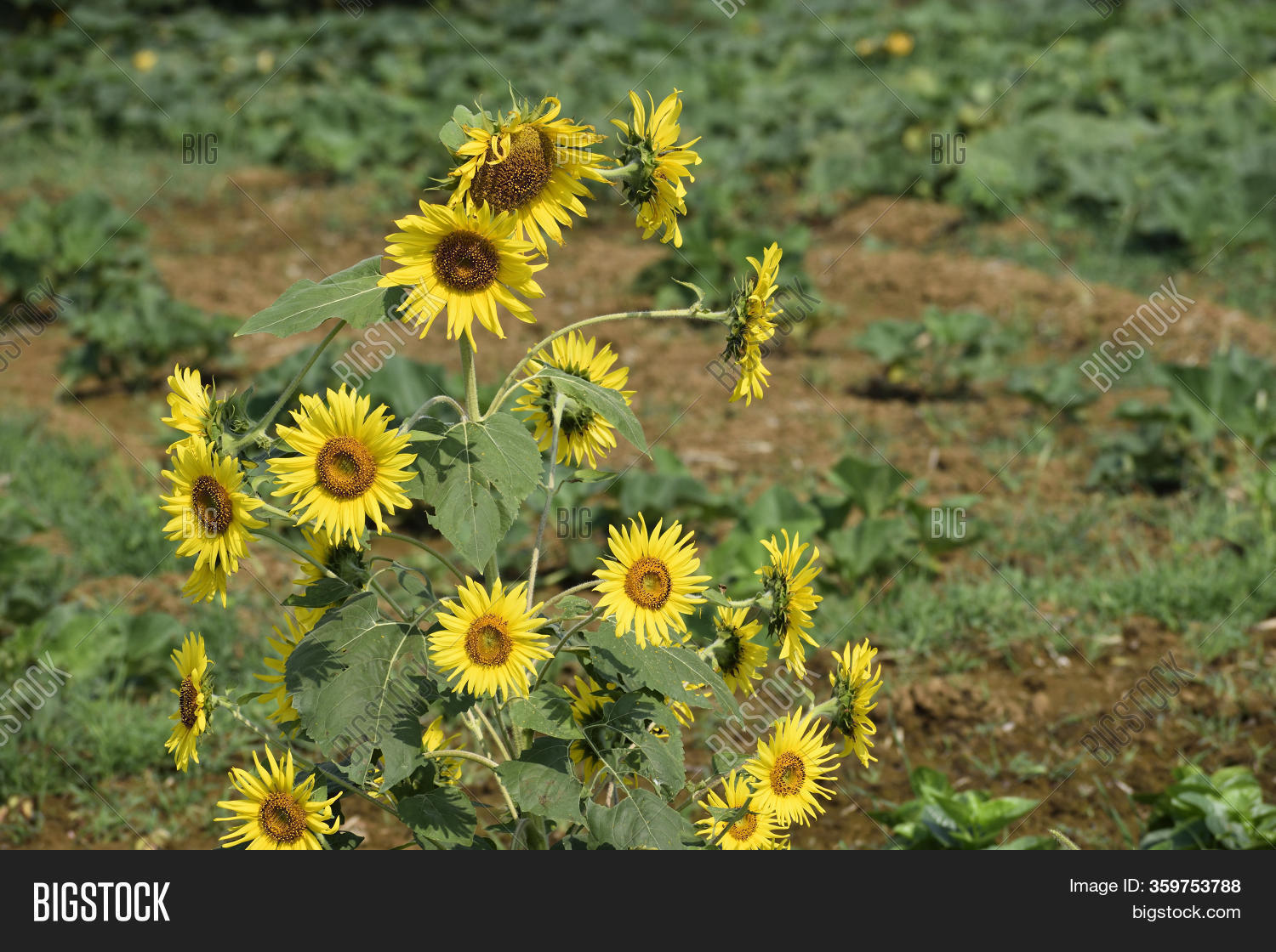 Sunflower Farming On Image & Photo (Free Trial) Bigstock