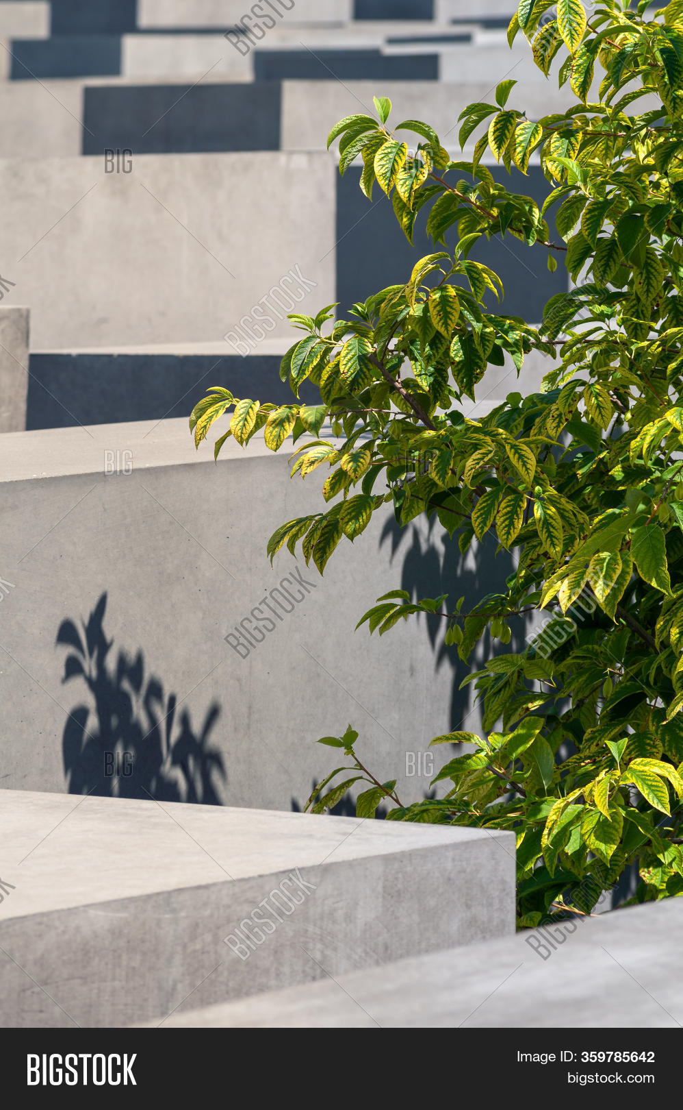 Tree Growing Between Image & Photo (Free Trial) | Bigstock