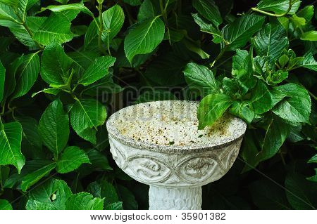 Foglie con essere