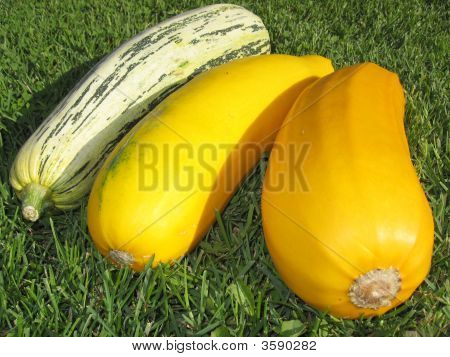 Zuccini
