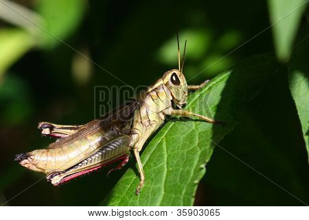 Grasshopper