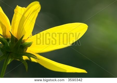 Gul Daisy