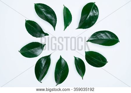 Green Leaves On White Background. Flat Lay, Top View, Space.