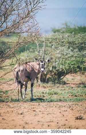 East African Oryx, Oryx Beisa Or Beisa, Antelope In The Awash National Park In Ethiopia.