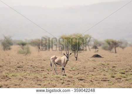 East African Oryx, Oryx Beisa Or Beisa, Antelope In The Awash National Park In Ethiopia.