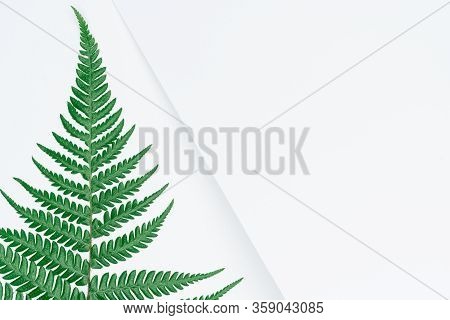 Creative Layout Made Of Papers And Leaves Flat Lay. Minimal Nature Concept.