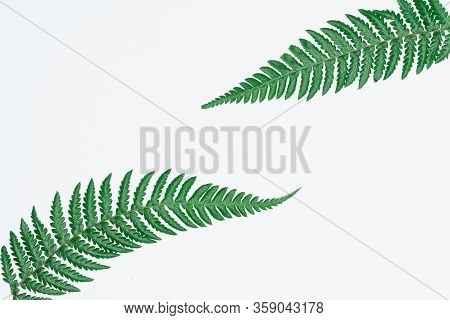 Creative Layout Made Of Papers And Leaves Flat Lay. Minimal Nature Concept.
