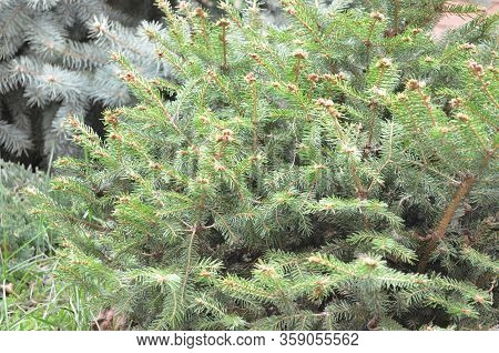 Ball-shaped Spruce Is Especially Beautiful In Spring