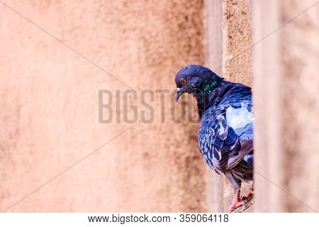 Pigeons In City Life