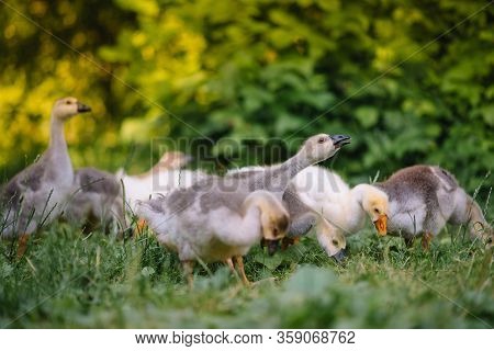 Little Goslings Walking In The Grass Between Daisy Flowers