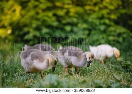 Little Goslings Walking In The Grass Between Daisy Flowers