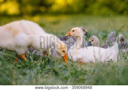 Little Goslings Walking In The Grass Between Daisy Flowers