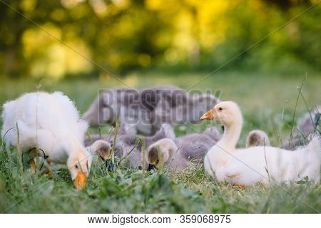 Little Goslings Walking In The Grass Between Daisy Flowers