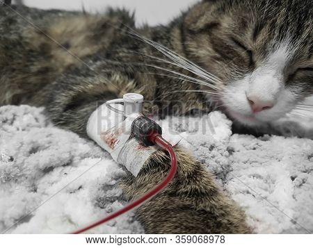 Close Up.sick Cat Is Given A Blood Transfusion.