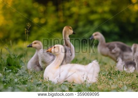 Little Goslings Walking In The Grass Between Daisy Flowers