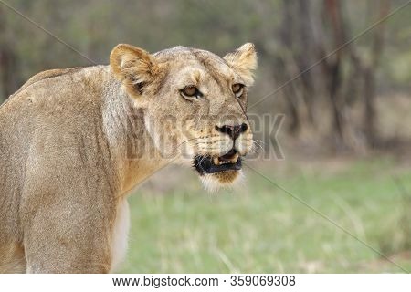 The Deatail Of The Head Of Lioness (panthera Leo) With Brown And Green Background