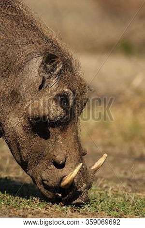 The Detail Of The Head Of Common Warthog (phacochoerus Africanus) With Green Background. Wild Pig Wi