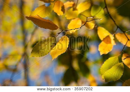 Efteråret grene