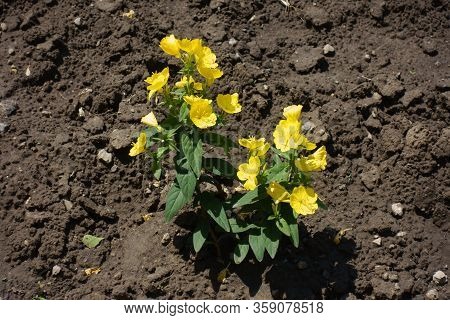 Flowers Of Yellow Evening Primrose In June