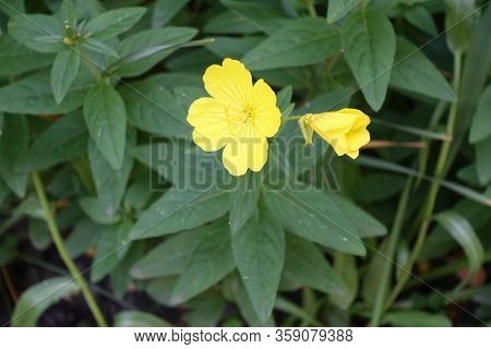 Vibrant Yellow Flowers Of Evening Primrose In June