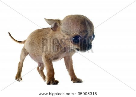 Chihuahua kölyök