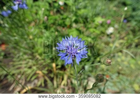 Single Blue Flower Head Of Centaurea Cyanus In June