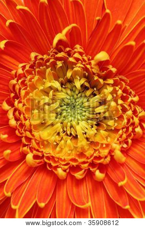 Extreme Closeup(macro) foto del bellissimo fiore di Gerbera In vivaci colori rossi, arancioni e gialli. GE