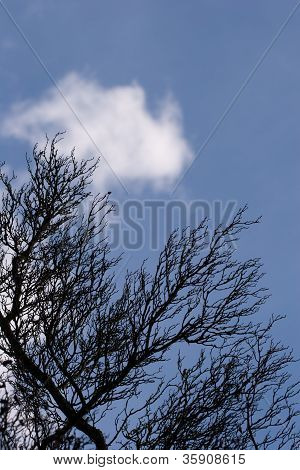 Grene mod den blå himmel