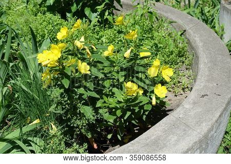 Concrete Container With Flowering Evening Primroses In June
