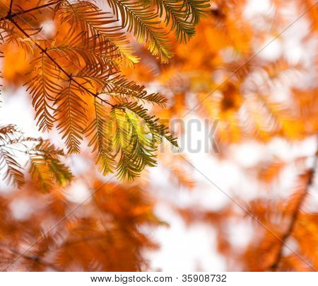 Fir grene i skoven