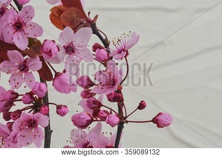 Cherry Blossom In Springtime, Beautiful Pink Flowers. Prunus Serrulata Or Japanese Cherry, Also Call