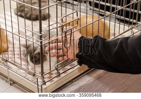 Boy Stroks Cat In A Metal Cage At An Exhibition.