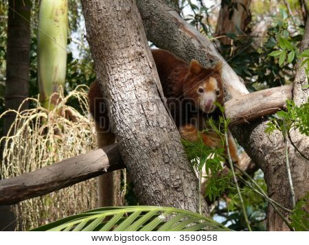 Tree Kangaroo
